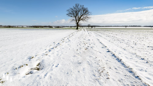 Lone tree in the snow on Madge's Lane