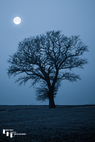 Lone tree by moonlight
