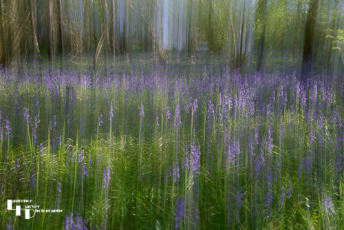 Bluebell ICM