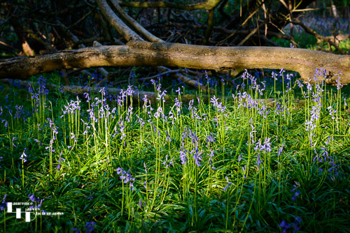 Bluebell woodland scene