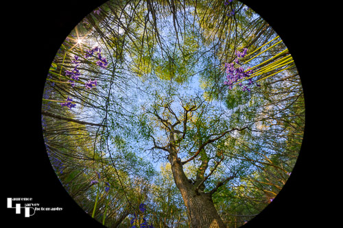 Fisheye Bluebell & tree tops