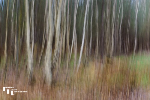King's Forest Autumnal ICM