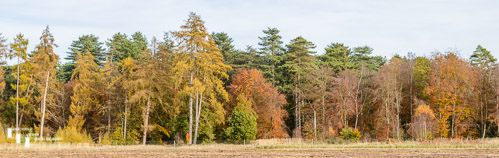 King's Forest Autumn colour panorama