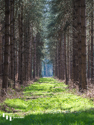 Avenue of trees on West Harling Heath