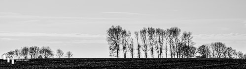 A stand of trees