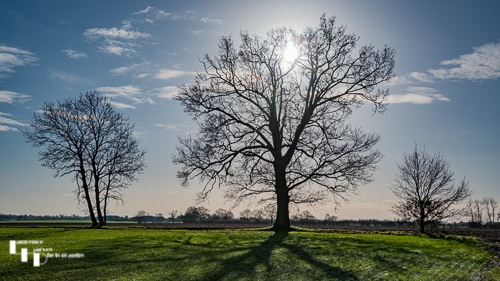 Tree skeleton backlit by the Sun