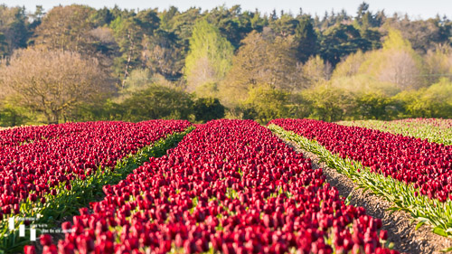 Tulip fields at Roydon