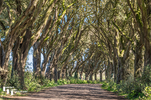Avenue of trees along the NE road off the Holham Hall estate