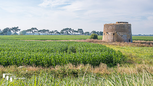Martello Tower near Buckanay Farm