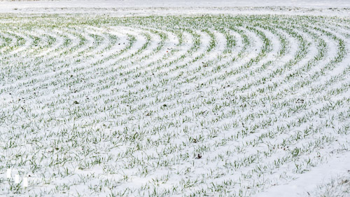 Curved field lines in the snow