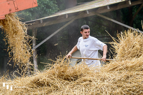 Steam powered threshing demonstration & farm worker distributing straw
