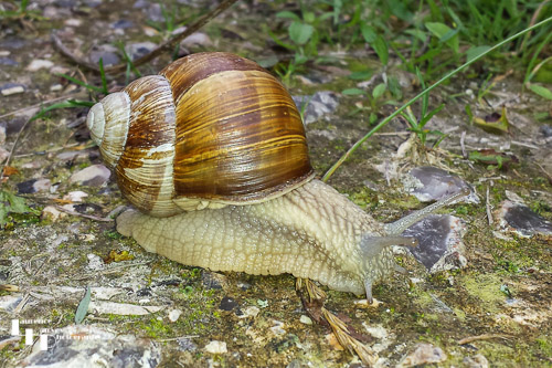Garden Snail