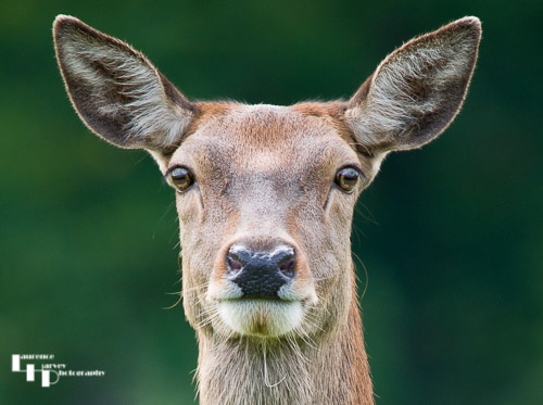 Red Deer Hind