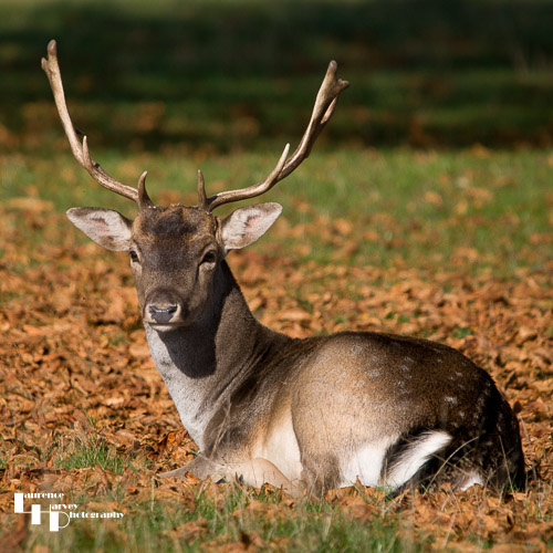 Fallow Deer buck