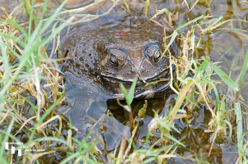Common Frog at the water's edge