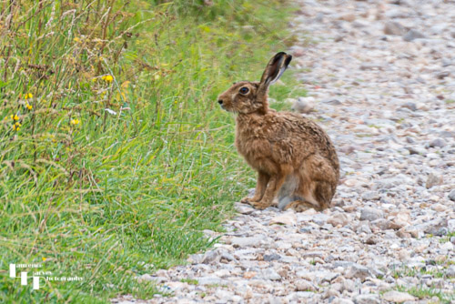 Wild Hare