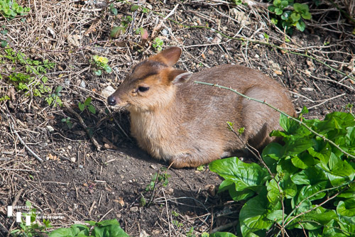 Muntjac deer