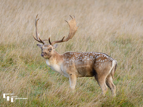 Fallow Deer buck