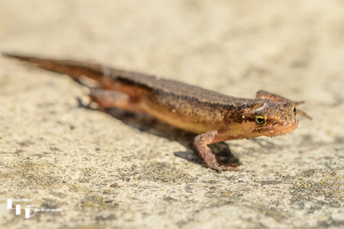 Common Lizard
