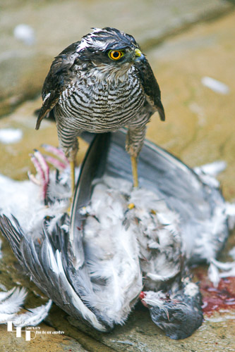 Sparrowhawk devouring a pigeon