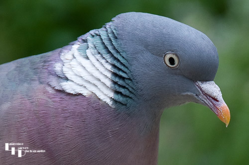 Wood Pigeon