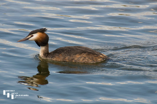 Great Crested Grebe
