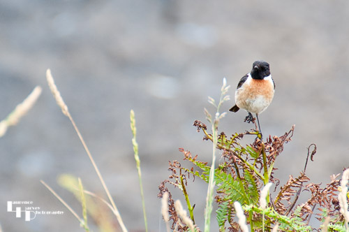 Male Stonechat