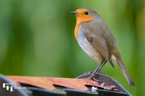 Robin On Bird House Roof