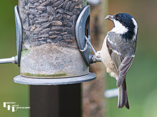 Coal Tit On Feeder