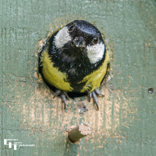 Great Tit leaving nesting box