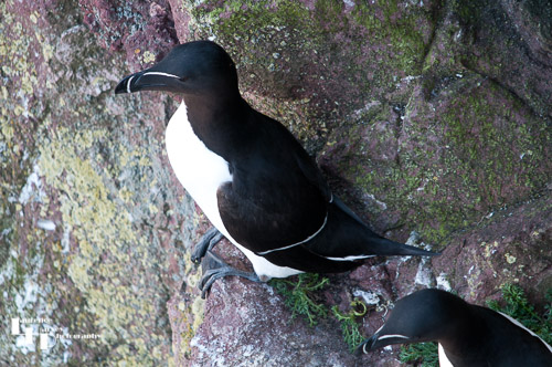 Razorbill on the cliffs at St Abbs Head