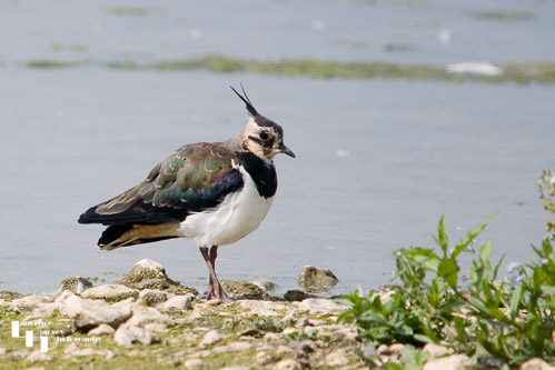 Lapwing