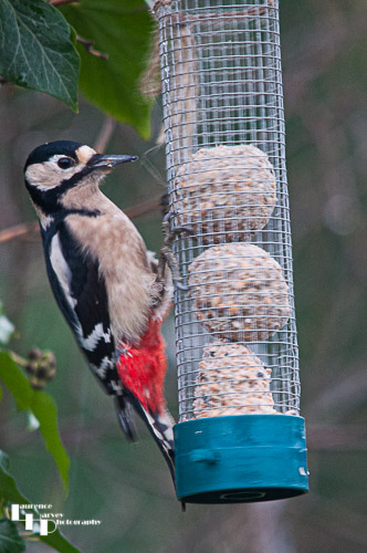 Female Greater Spotted Woodpecker on bird feeder