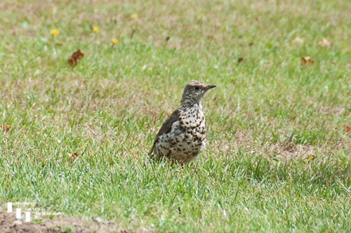 Mistle Thrush in Windsor Great Park
