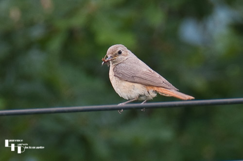 Female Redstart with flies