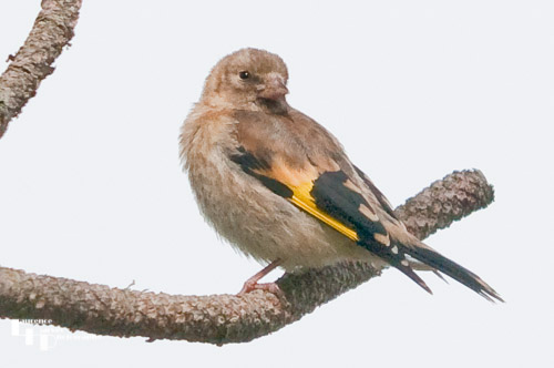 Juvenile Goldfinch