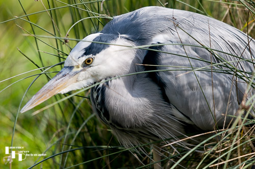 Grey Heron