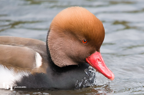 Red Crested Pochard