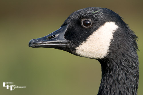 Canada Goose
