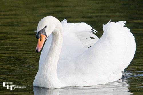 Mute Swan