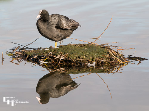 Coot on an island