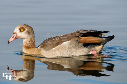 Egyptian Goose