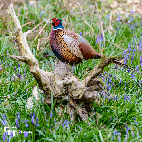 Male Pheasant