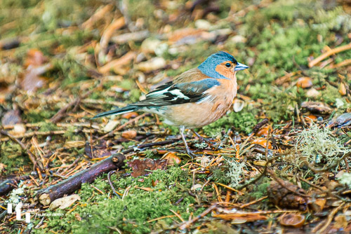 Male Chaffinch