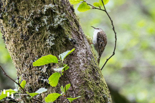 Tree Creeper