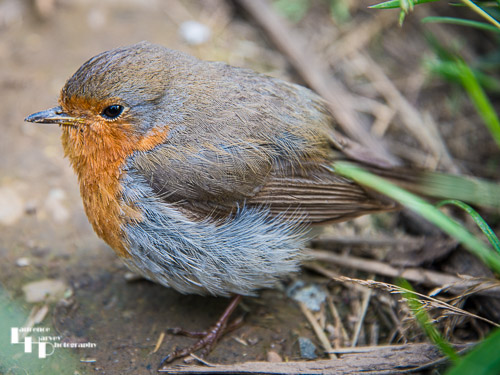 Young Robin enjoying the afternoon sun
