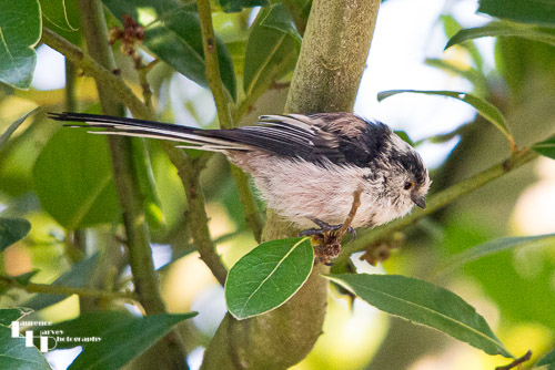 Long Tailed Tit
