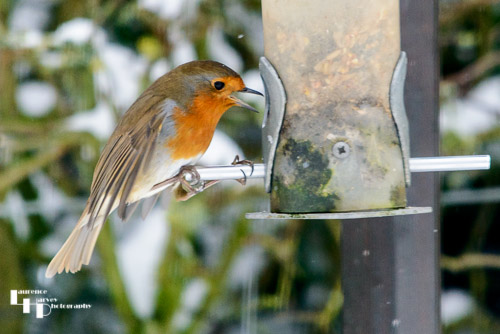 Robin on feeder