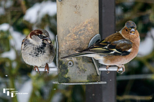Male House Sparrow & male Chaffinch on feeder