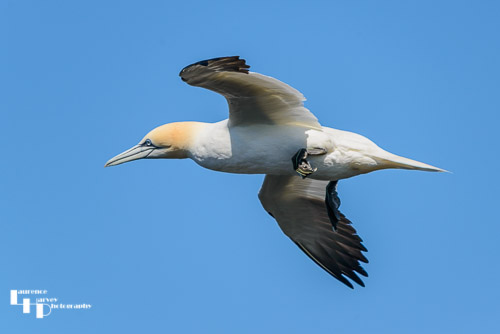Gannet in flight